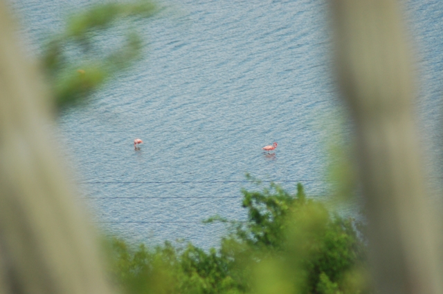 Flamingo's in het Spaanse Water